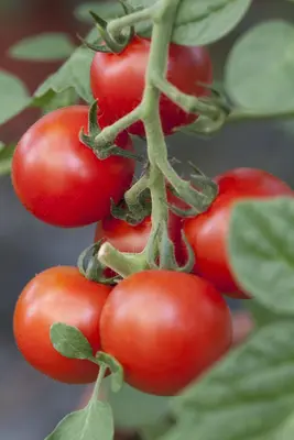 Solanum lycopersicum (Tomaat) - afbeelding 102