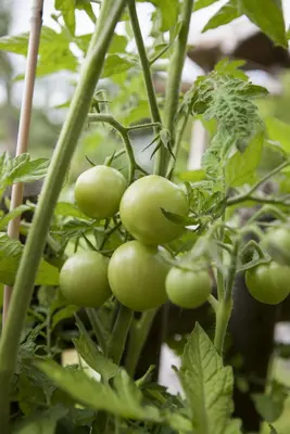 Solanum lycopersicum (Tomaat) - afbeelding 106