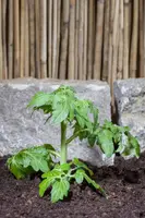 Solanum lycopersicum (Tomaat) - afbeelding 107