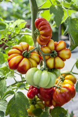 Solanum lycopersicum (Tomaat) - afbeelding 114