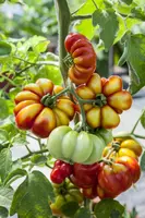 Solanum lycopersicum (Tomaat) - afbeelding 114