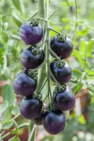 Solanum lycopersicum (Tomaat) - afbeelding 115