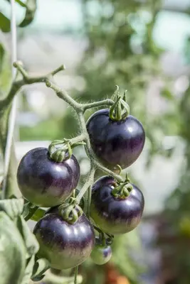 Solanum lycopersicum (Tomaat) - afbeelding 116