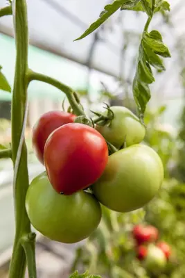Solanum lycopersicum (Tomaat) - afbeelding 117