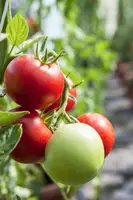 Solanum lycopersicum (Tomaat) - afbeelding 118