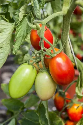 Solanum lycopersicum (Tomaat) - afbeelding 119
