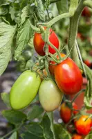 Solanum lycopersicum (Tomaat) - afbeelding 119