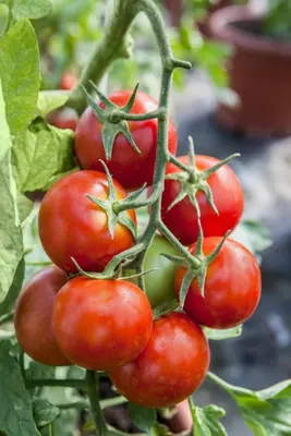 Solanum lycopersicum (Tomaat) - afbeelding 120