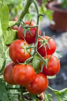 Solanum lycopersicum (Tomaat) - afbeelding 120