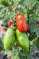 Solanum lycopersicum (Tomaat) - afbeelding 121