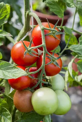 Solanum lycopersicum (Tomaat) - afbeelding 122