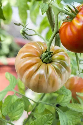 Solanum lycopersicum (Tomaat) - afbeelding 123