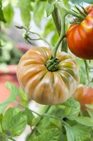 Solanum lycopersicum (Tomaat) - afbeelding 123