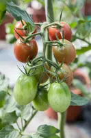 Solanum lycopersicum (Tomaat) - afbeelding 124