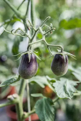 Solanum lycopersicum (Tomaat) - afbeelding 125