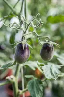 Solanum lycopersicum (Tomaat) - afbeelding 125