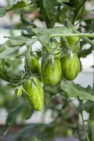 Solanum lycopersicum (Tomaat) - afbeelding 126