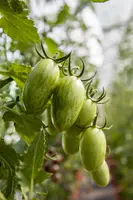 Solanum lycopersicum (Tomaat) - afbeelding 127