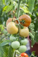 Solanum lycopersicum (Tomaat) - afbeelding 128