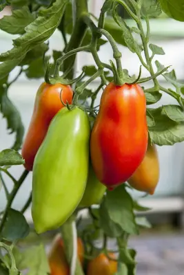 Solanum lycopersicum (Tomaat) - afbeelding 129