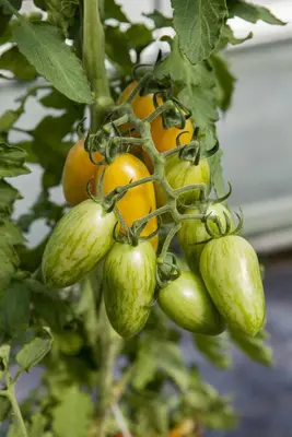 Solanum lycopersicum (Tomaat) - afbeelding 130