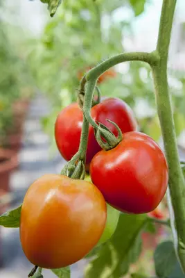 Solanum lycopersicum (Tomaat) - afbeelding 131