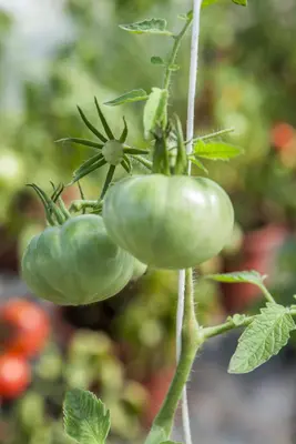 Solanum lycopersicum (Tomaat) - afbeelding 133
