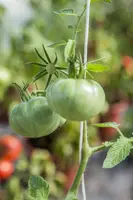 Solanum lycopersicum (Tomaat) - afbeelding 133