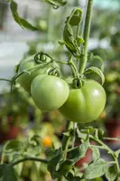 Solanum lycopersicum (Tomaat) - afbeelding 134