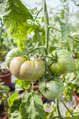 Solanum lycopersicum (Tomaat) - afbeelding 135