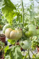 Solanum lycopersicum (Tomaat) - afbeelding 135