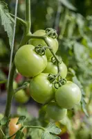 Solanum lycopersicum (Tomaat) - afbeelding 136