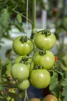 Solanum lycopersicum (Tomaat) - afbeelding 137