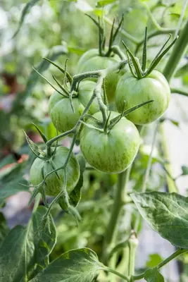 Solanum lycopersicum (Tomaat) - afbeelding 138