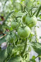 Solanum lycopersicum (Tomaat) - afbeelding 138