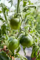 Solanum lycopersicum (Tomaat) - afbeelding 139