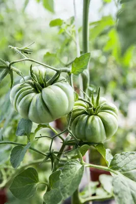 Solanum lycopersicum (Tomaat) - afbeelding 140