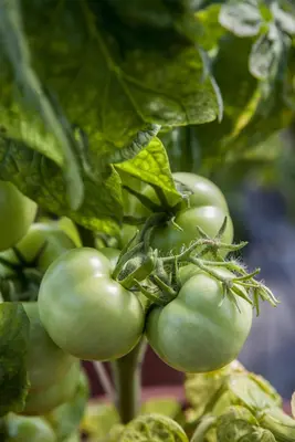 Solanum lycopersicum (Tomaat) - afbeelding 141