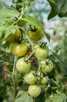 Solanum lycopersicum (Tomaat) - afbeelding 142