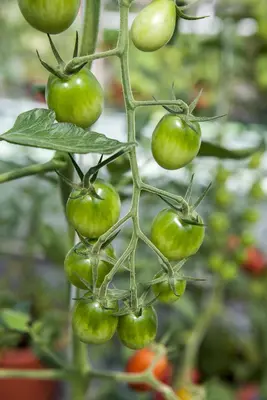 Solanum lycopersicum (Tomaat) - afbeelding 143