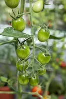 Solanum lycopersicum (Tomaat) - afbeelding 143