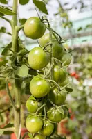 Solanum lycopersicum (Tomaat) - afbeelding 144