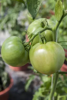 Solanum lycopersicum (Tomaat) - afbeelding 145