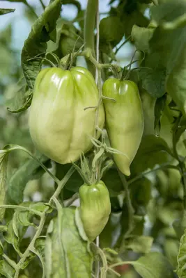 Solanum lycopersicum (Tomaat) - afbeelding 146