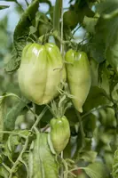 Solanum lycopersicum (Tomaat) - afbeelding 146