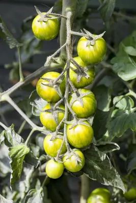 Solanum lycopersicum (Tomaat) - afbeelding 147