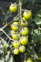 Solanum lycopersicum (Tomaat) - afbeelding 147
