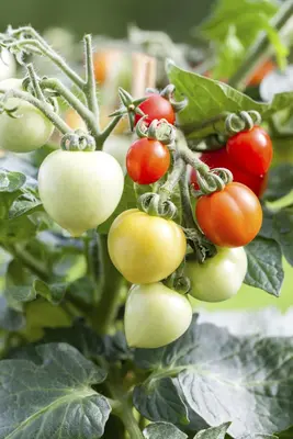 Solanum lycopersicum (Tomaat) - afbeelding 149