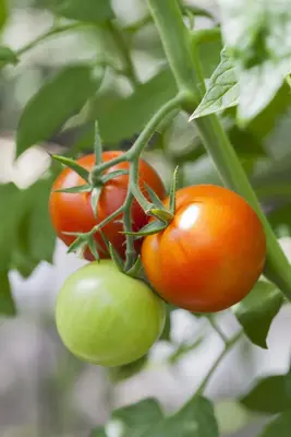 Solanum lycopersicum (Tomaat) - afbeelding 151