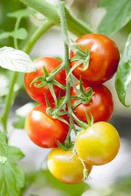 Solanum lycopersicum (Tomaat) - afbeelding 155